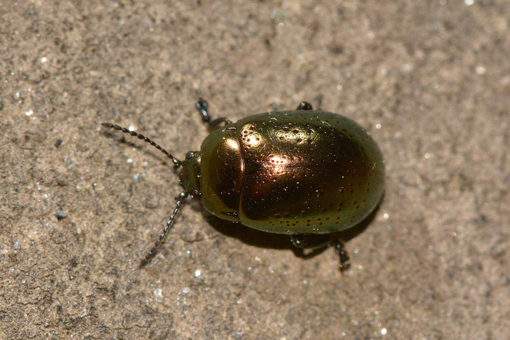 Chrysolina hyperici? S.